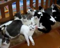 �ͣ뤸�����
