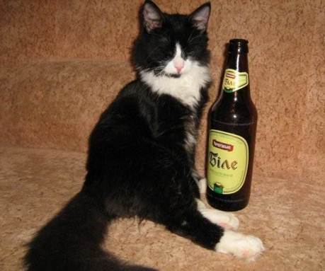 cats-alchohol-05
