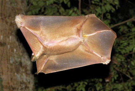 colugo_monkey