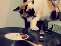 DJ