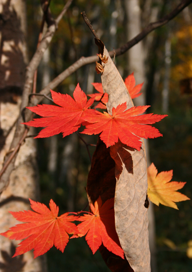 (モミジの紅葉)11