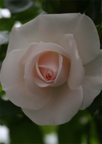 (Rose)P-2