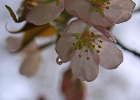 sakura3-1