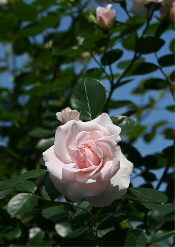 (Rose)P-3