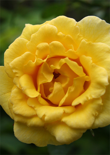 (Rose)Y-4