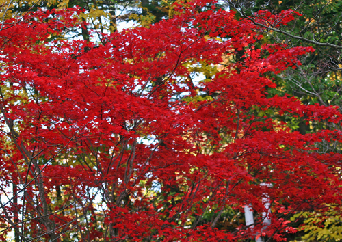 (モミジの紅葉)9