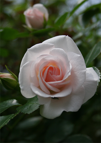 (Rose)P-1
