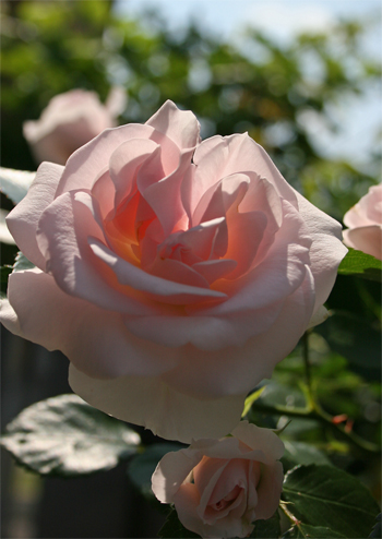 (Rose)P-4