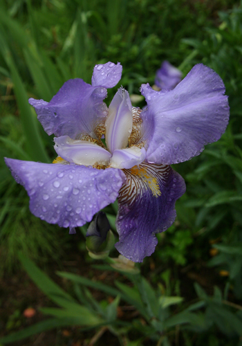菖蒲Bu-2