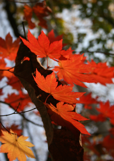(モミジの紅葉)10