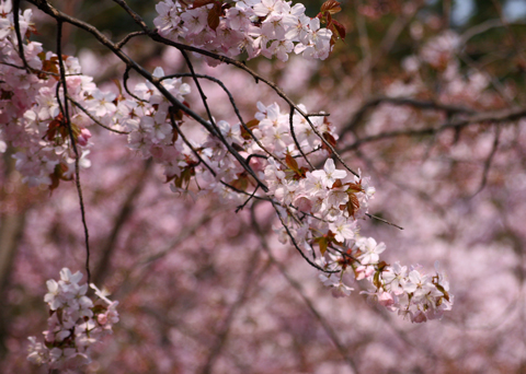 sakura3-3