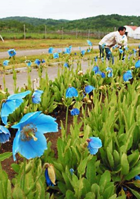 (幌延ブルーポピー)