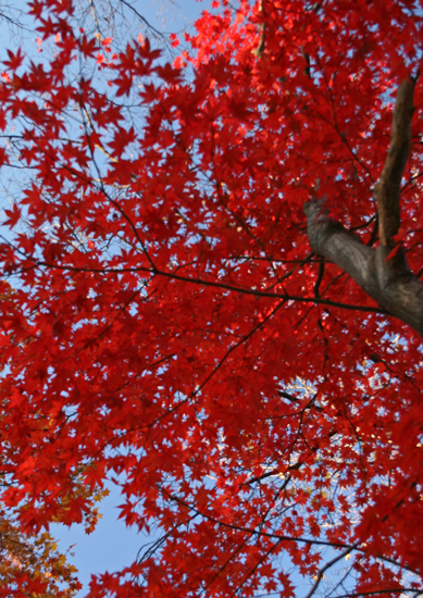 (モミジの紅葉)8