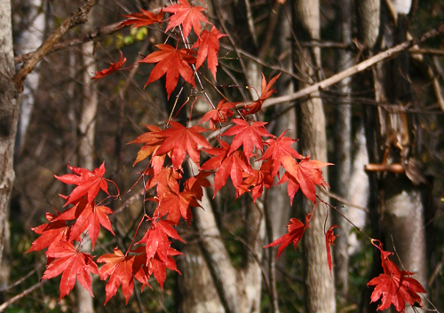 (モミジの紅葉)12