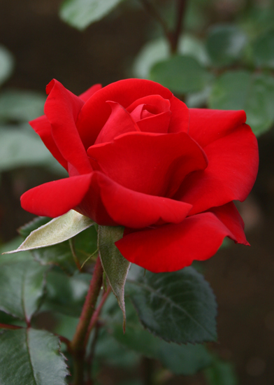 (�����ގ��ʎގ�2)1