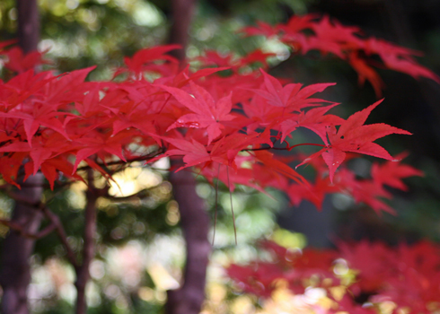 紅いモミジ