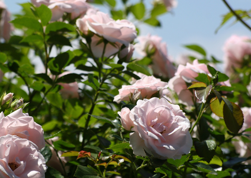 (�ʎގ�P)2