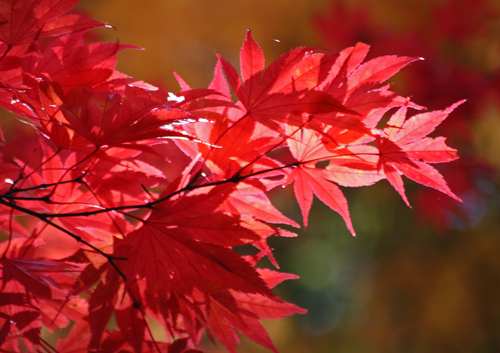 (モミジの紅葉)7