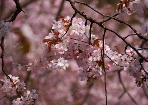 sakura3-4