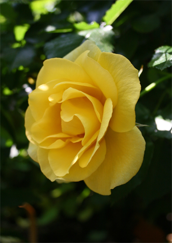 (Rose)Y-1