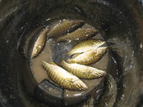 荒川で釣ったブラックバス