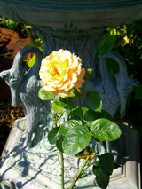 Rosa foetida