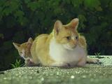 また撮ってるよ。