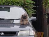 毛づくろいネコ。
