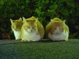 さむい〜。