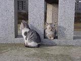 いらっしゃいませ、でも目つきが悪い。