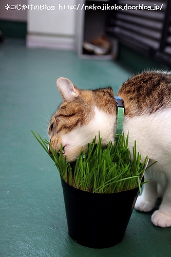 久々の草食。