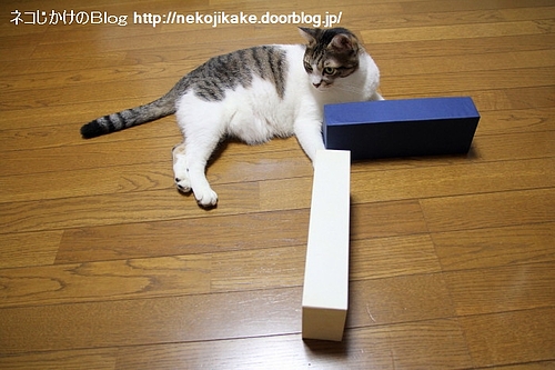 CAT¤Î¡ÖT¡×