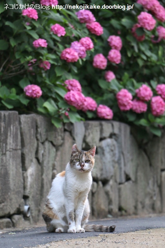 2015062306¥²¥Ã¥È¥ï¥¤¥ë¥É¡££³
