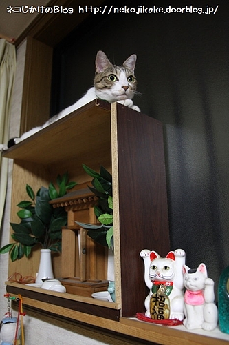 猫神様!