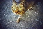 猫の手も借りたい3DM