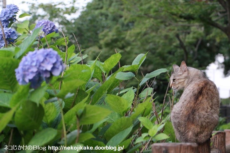 2015061508¥Õ¥©¥È¥¸¥§¥Ë¥Ã¥¯¤ÊǤ¿¤Á¡££³