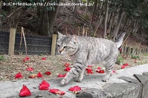 みこちゃんの花道。