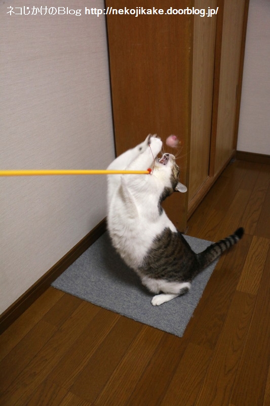 2017011403今日の猫は食いつきがいい。