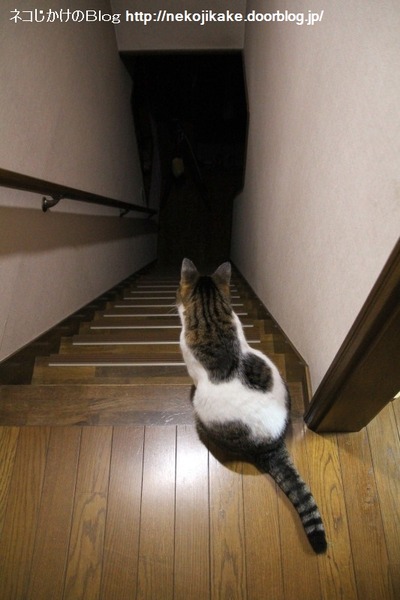 2014110201階段に猫がおんねん。