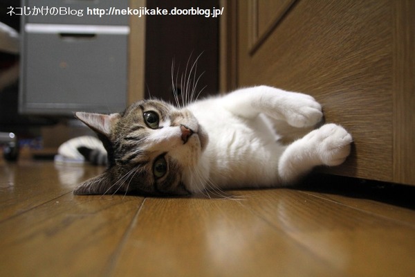 2014071201¥¯¡¼¥ë¥À¥¦¥ó¡£