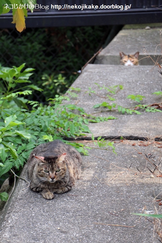 2015053102狼¤¬¸«¤Æ¤ë¡££±