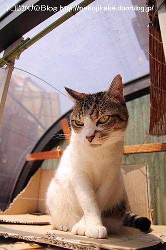クロス。