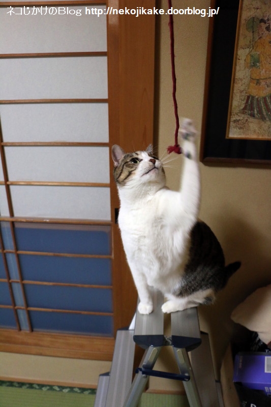 2015050709ÆÃ¼ì·±Îý¡££²