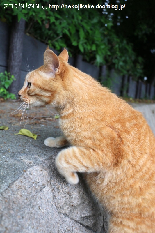 2015051402±«¹ß¤ë¤Ê¤ó¤ÆÊ¹¤¤¤Æ¤Ê¤¤¤è¡££²