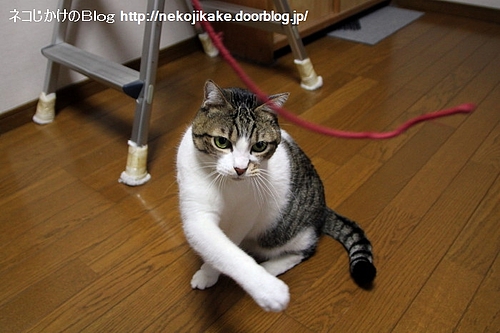 ひもを相手にトレーニングするシマ。