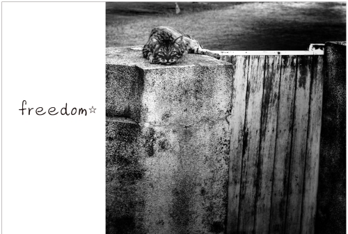 freedom展DM1