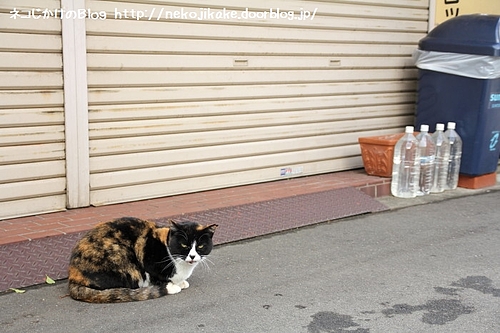 今日は店じまいや。