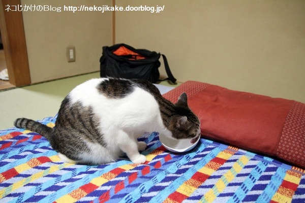 2014072901¥á¥·¤ò¿©¤é¤ï¤Ð»®¤Þ¤Ç¡£