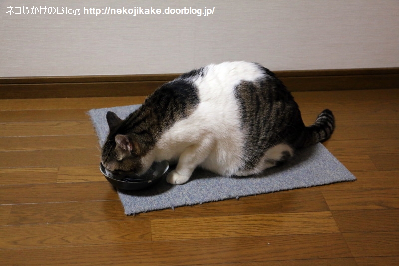 2019032005¥ï¥¯¥Á¥óÀܼï¤ÎÆü¡££³