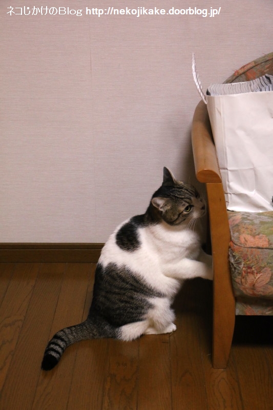 2018022301±£¤ì¤Æ¤¤¤ë¤Ä¤â¤ê¡£
